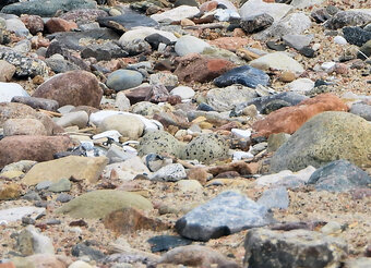 Sandregenpfeifer-Gelege im Nest - Foto: Bernd Klare