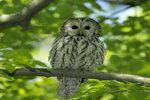 Waldkauz - Foto: NABU/Tom Dove
