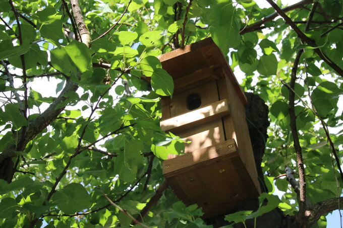 Gartenrotschwanzkasten - Foto: NABU/Eric Neuling
