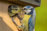 Blaumeisenfütterung - Foto: NABU/Rita Priemer