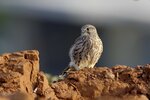 Turmfalke - Foto: NABU/Tom Dove