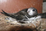 Mauersegler auf dem Nest - Foto: NABU/D. Erlenbach
